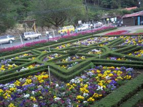 Flowers in Boquete – Best Places In The World To Retire – International Living